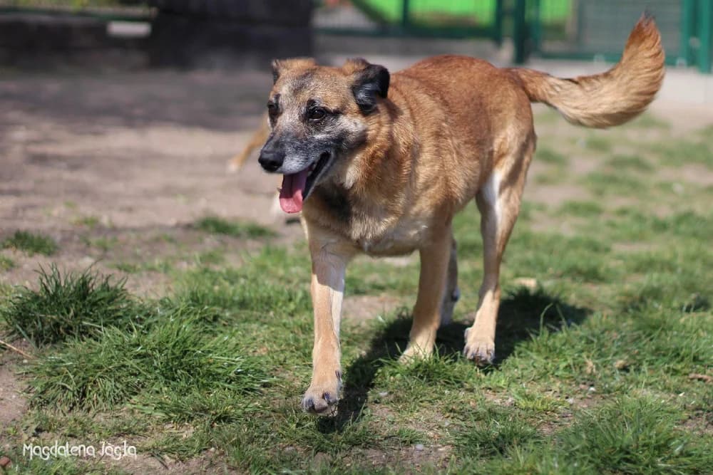 Florka, female Mixed Breed for adoption at Schronisko dla Zwierząt w Bydgoszczy, BYDGOSZUZ
