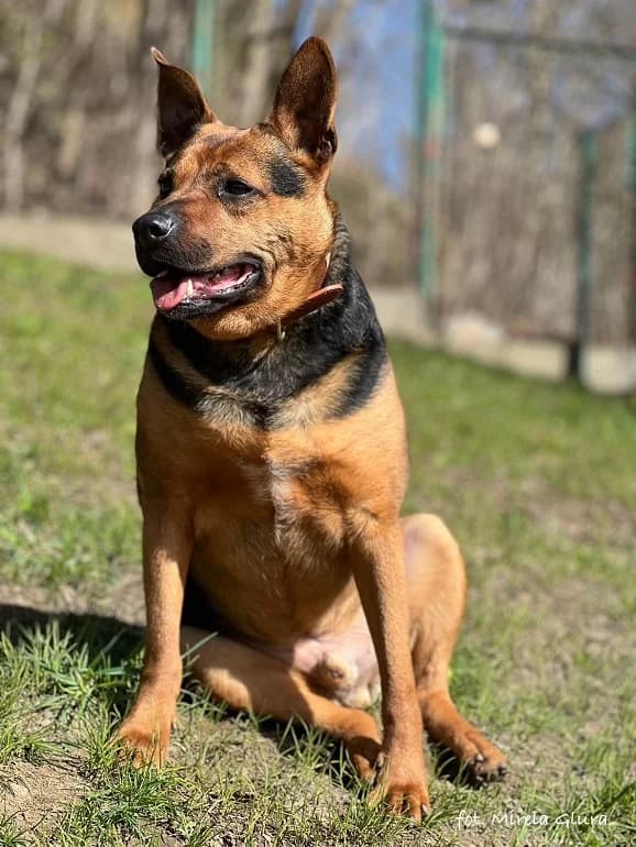 Nero, male 5yo Mixed Breed for adoption at Schronisko dla Zwierząt w Bydgoszczy, BYDGOSZUZ