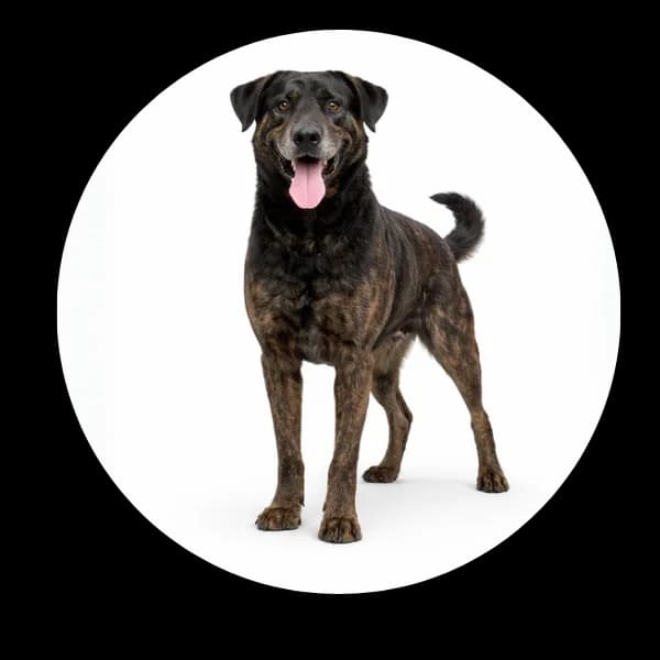 Bazyl, male 7yo Mixed Breed for adoption at Schronisko Chorzow, Chorzów