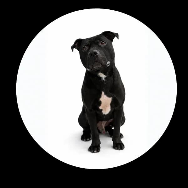 Agent, male 6yo Mixed Breed for adoption at Schronisko Chorzow, Chorzów