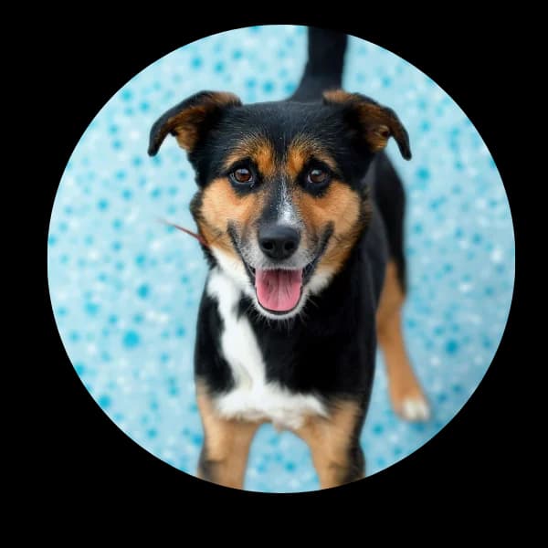 Argos, male 5yo Mixed Breed for adoption at Schronisko Chorzow, Chorzów