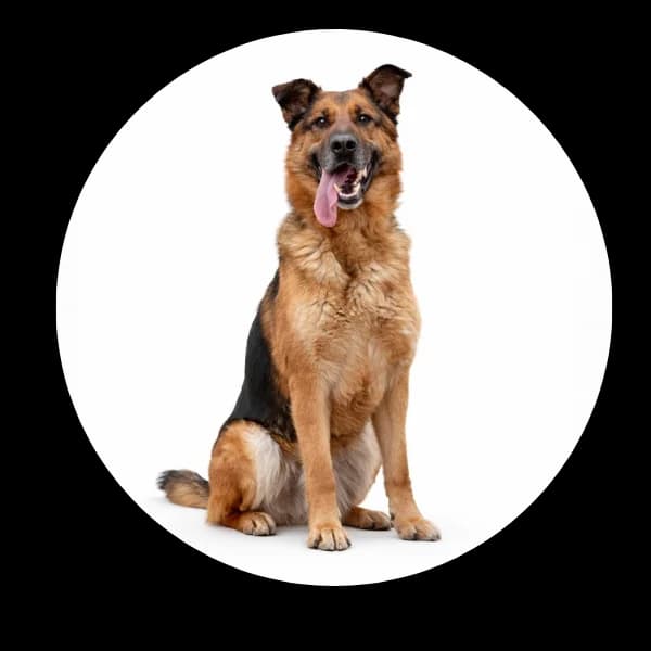 Bastek, male senior Mixed Breed for adoption at Schronisko Chorzow, Chorzów