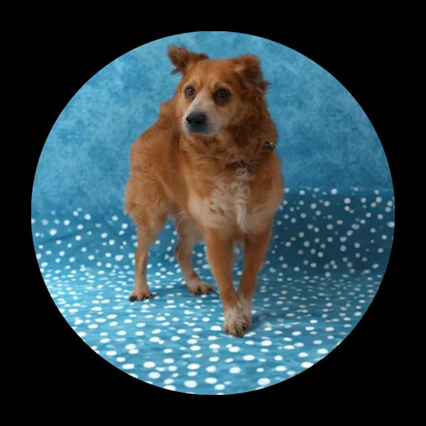 Bosse, male 7yo Mixed Breed for adoption at Schronisko Chorzow, Chorzów