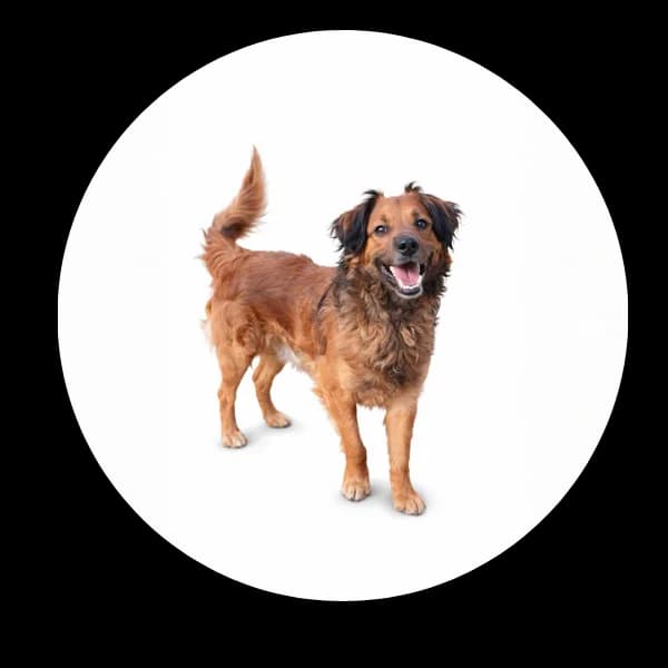 Bzik, Mixed Breed for adoption at Schronisko Chorzow, Chorzów