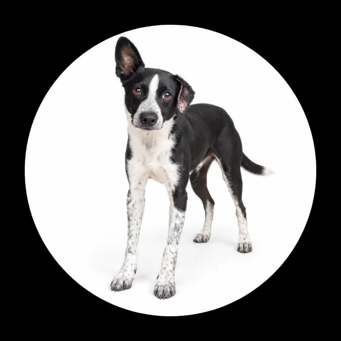 Chojrak, male 4yo Mixed Breed for adoption at Schronisko Chorzow, Chorzów