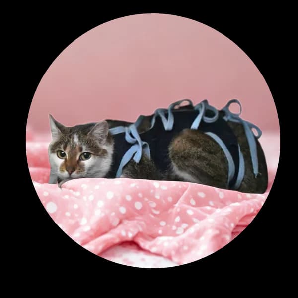 Czeszka, female Mixed Breed for adoption at Schronisko Chorzow, Chorzów