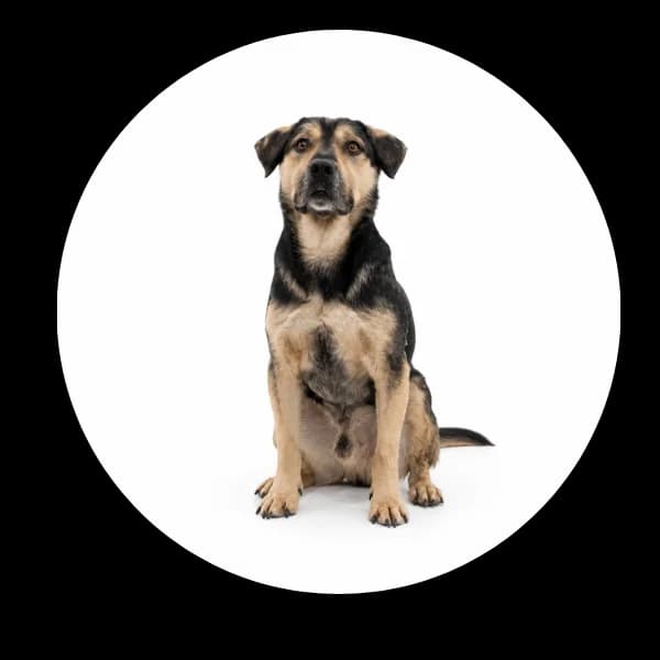 Denzel, male senior Mixed Breed for adoption at Schronisko Chorzow, Chorzów