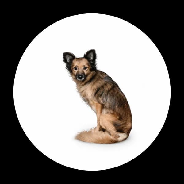 Diana, female 3yo Mixed Breed for adoption at Schronisko Chorzow, Chorzów
