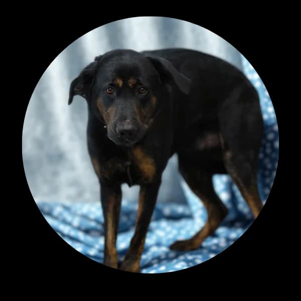 Enzo, male young Mixed Breed for adoption at Schronisko Chorzow, Chorzów