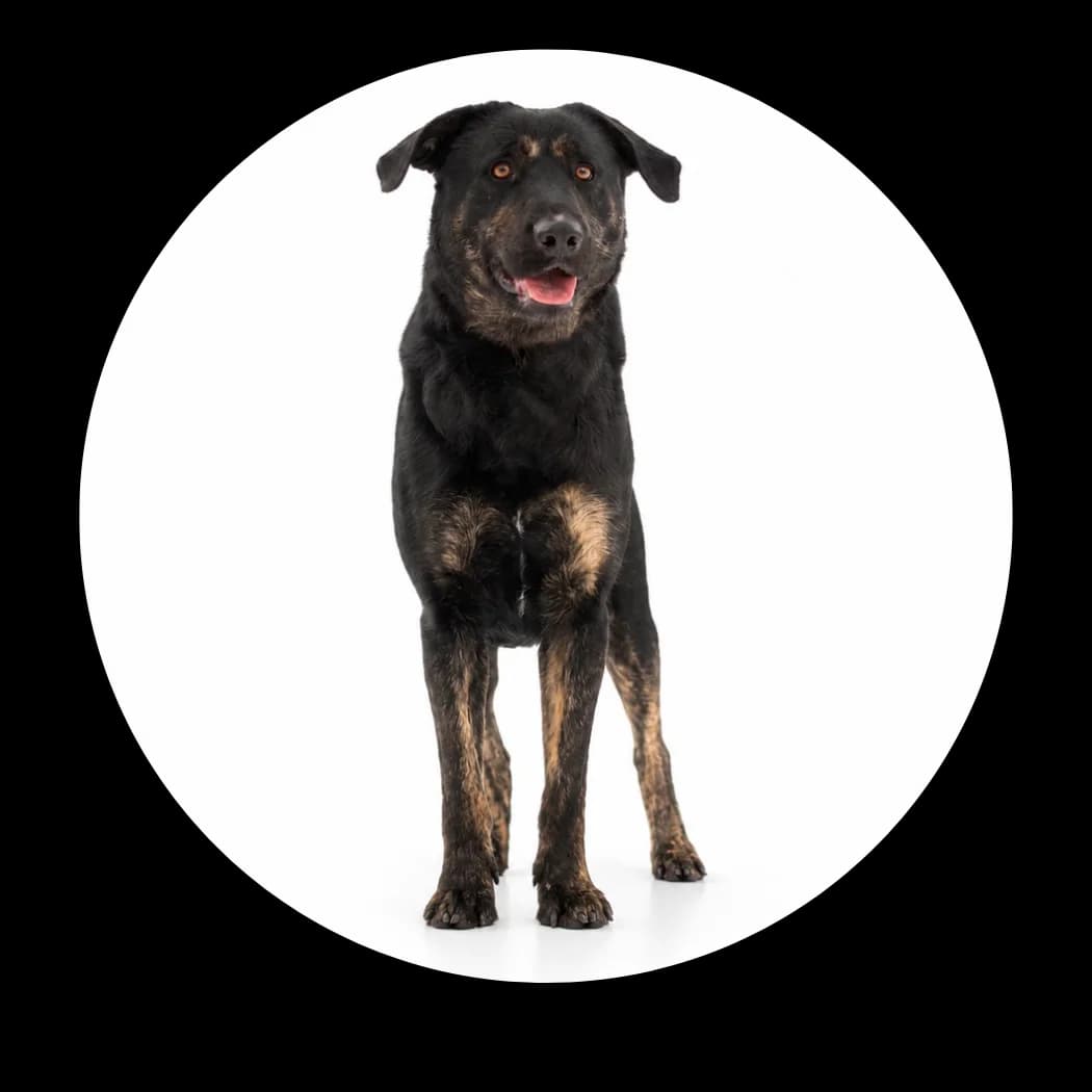 Enzo, male young Mixed Breed for adoption at Schronisko Chorzow, Chorzów