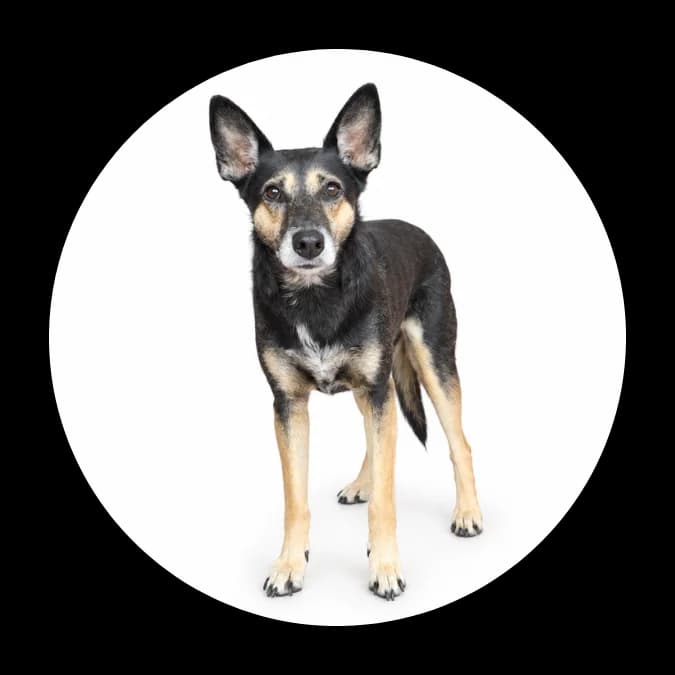 Eulalia, female 6yo Mixed Breed for adoption at Schronisko Chorzow, Chorzów