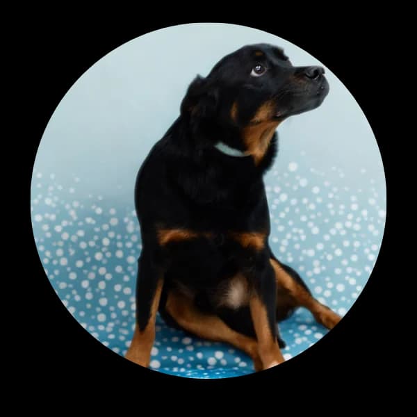 Feniks, male young Mixed Breed for adoption at Schronisko Chorzow, Chorzów
