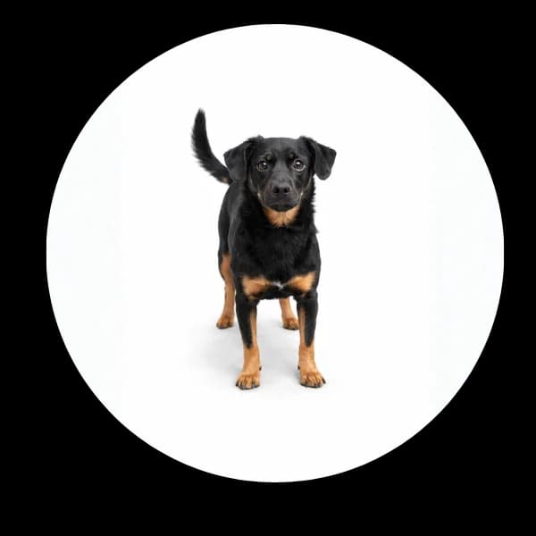 Feniks, male young Mixed Breed for adoption at Schronisko Chorzow, Chorzów