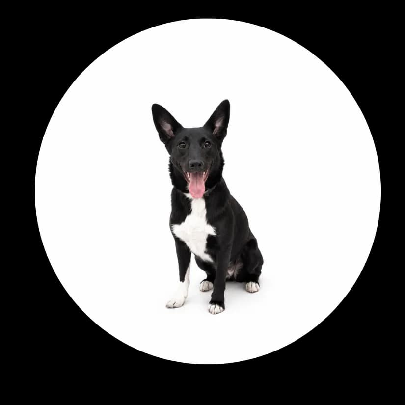 Fido, male young Mixed Breed for adoption at Schronisko Chorzow, Chorzów