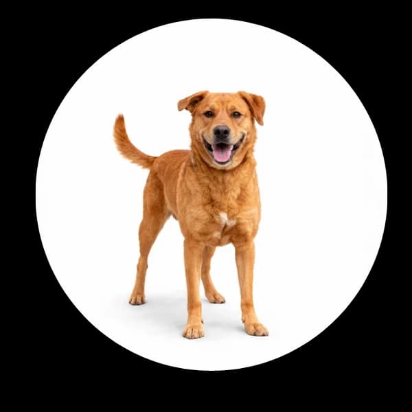 Fobos, male 7yo Mixed Breed for adoption at Schronisko Chorzow, Chorzów