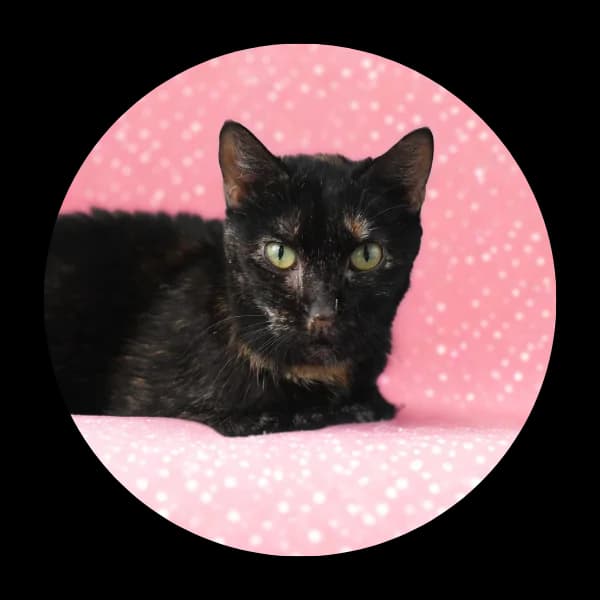 Hela, female Mixed Breed for adoption at Schronisko Chorzow, Chorzów