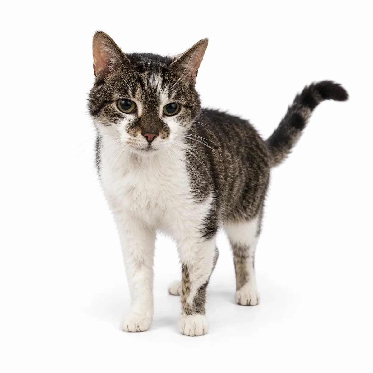 Hetman, male 6yo Mixed Breed for adoption at Schronisko Chorzow, Chorzów