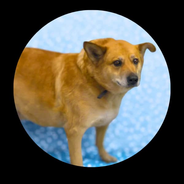 Hubcio, male senior Mixed Breed for adoption at Schronisko Chorzow, Chorzów