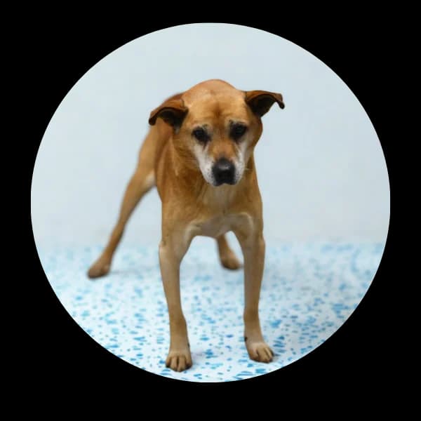 Irwin, male Mixed Breed for adoption at Schronisko Chorzow, Chorzów