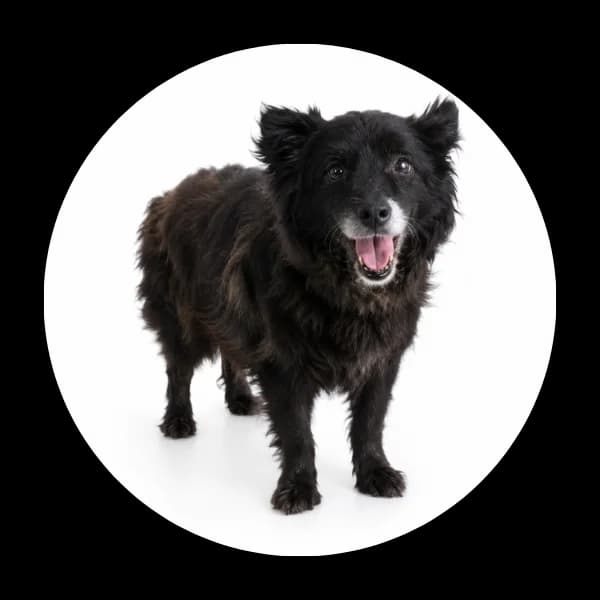 Kajtek, male senior Mixed Breed for adoption at Schronisko Chorzow, Chorzów
