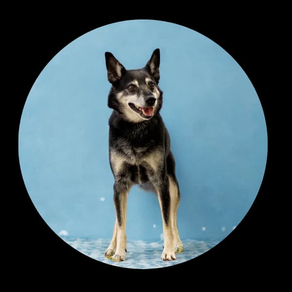 Kardamon, male Mixed Breed for adoption at Schronisko Chorzow, Chorzów