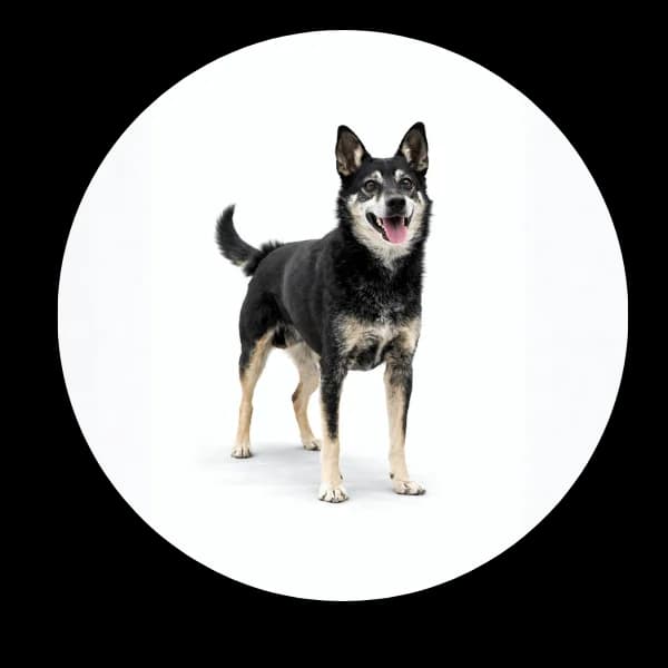 Kardamon, male 7yo Mixed Breed for adoption at Schronisko Chorzow, Chorzów