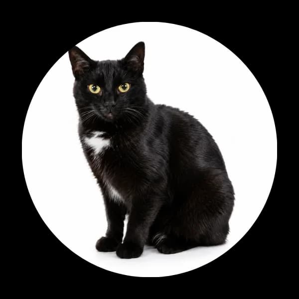Katia, female 7yo Mixed Breed for adoption at Schronisko Chorzow, Chorzów