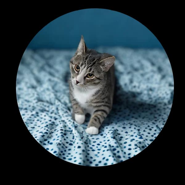 Klemens, male Mixed Breed for adoption at Schronisko Chorzow, Chorzów