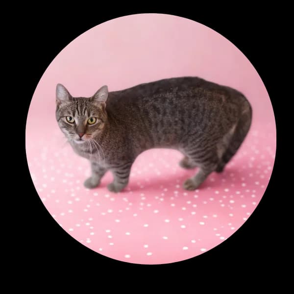 Królowa Kier, female Mixed Breed for adoption at Schronisko Chorzow, Chorzów