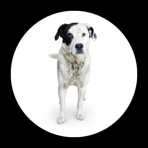 Krówek, male senior Mixed Breed for adoption at Schronisko Chorzow, Chorzów