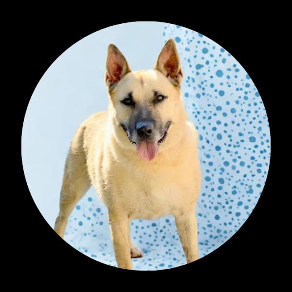 Łapa, male Mixed Breed for adoption at Schronisko Chorzow, Chorzów