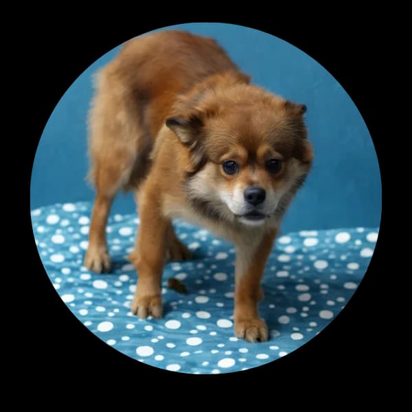 Leo, male Mixed Breed for adoption at Schronisko Chorzow, Chorzów