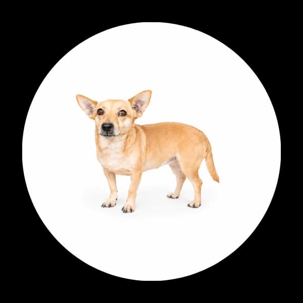 Sezamka, female 5yo Mixed Breed for adoption at Schronisko Chorzow, Chorzów