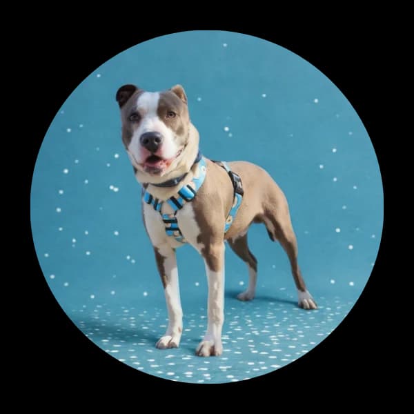 Limo, male Mixed Breed for adoption at Schronisko Chorzow, Chorzów