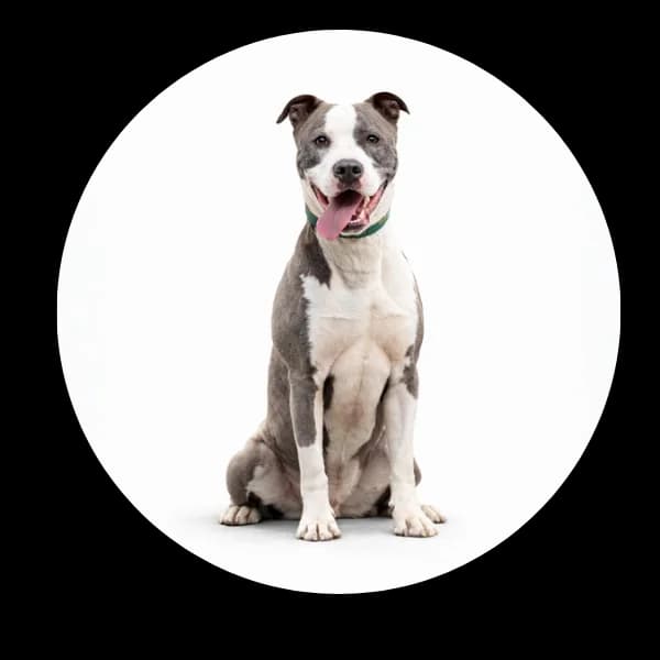 Limo, male 5yo Mixed Breed for adoption at Schronisko Chorzow, Chorzów