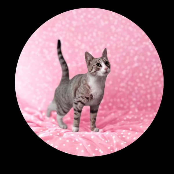 Maciejka, female Mixed Breed for adoption at Schronisko Chorzow, Chorzów