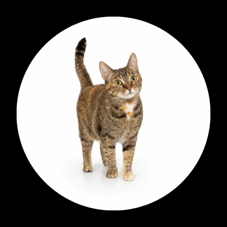 Madzia, female 5yo Mixed Breed for adoption at Schronisko Chorzow, Chorzów
