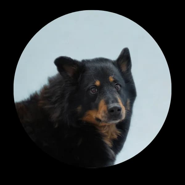 Majro, male Mixed Breed for adoption at Schronisko Chorzow, Chorzów