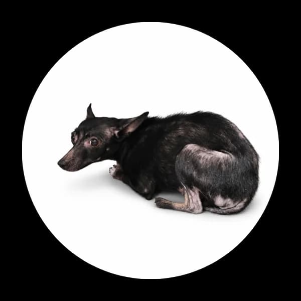 Mona, female senior Mixed Breed for adoption at Schronisko Chorzow, Chorzów