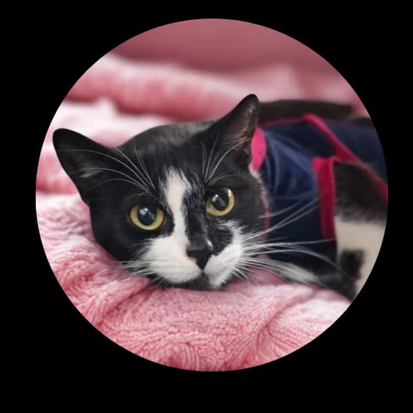 Muminka, female Mixed Breed for adoption at Schronisko Chorzow, Chorzów