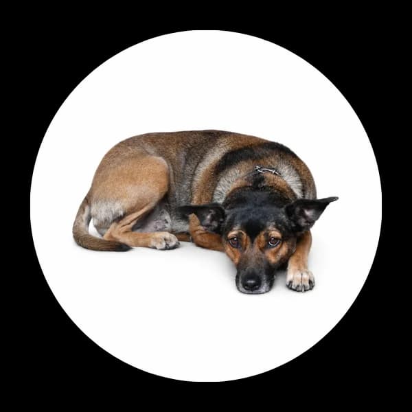 Nafiri, female 6yo Mixed Breed for adoption at Schronisko Chorzow, Chorzów