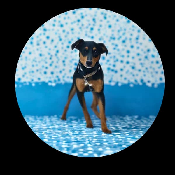 Netto, male Mixed Breed for adoption at Schronisko Chorzow, Chorzów