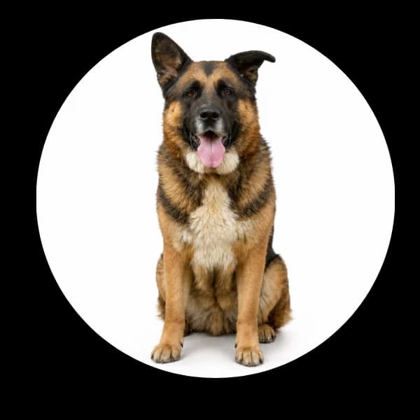 Odi, male Mixed Breed for adoption at Schronisko Chorzow, Chorzów