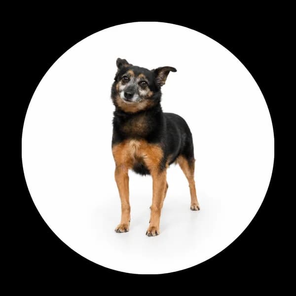 Rogal, male senior Mixed Breed for adoption at Schronisko Chorzow, Chorzów