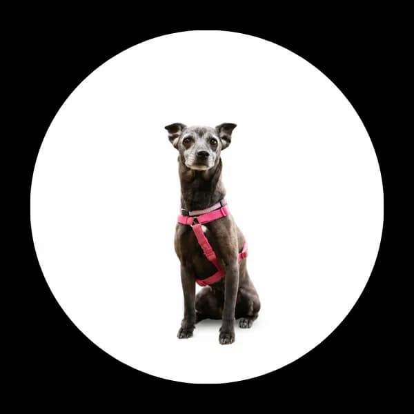 Pola, female 6yo Mixed Breed for adoption at Schronisko Chorzow, Chorzów