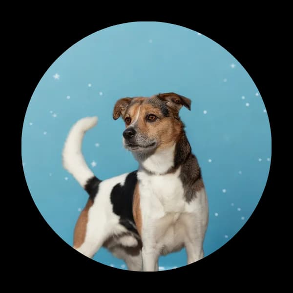 Polonez, male Mixed Breed for adoption at Schronisko Chorzow, Chorzów