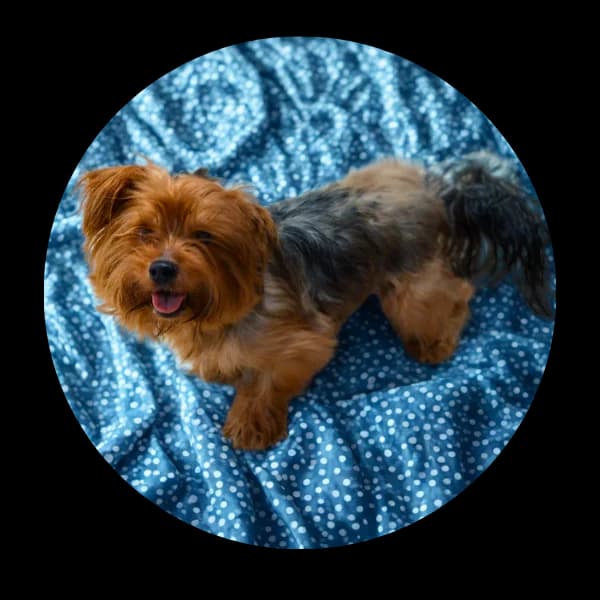 Porky, male Mixed Breed for adoption at Schronisko Chorzow, Chorzów