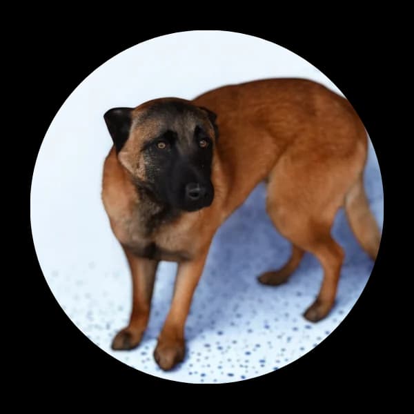 Ragnar, male Mixed Breed for adoption at Schronisko Chorzow, Chorzów