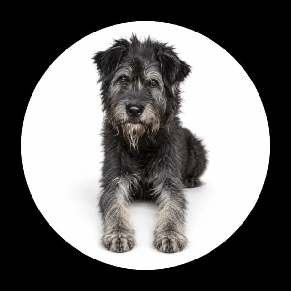 Roger, male senior Mixed Breed for adoption at Schronisko Chorzow, Chorzów