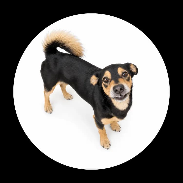 Shiro, male 4yo Mixed Breed for adoption at Schronisko Chorzow, Chorzów